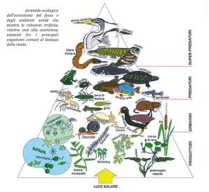 La Piramide ecologica riscontrabile nell'ambiente dove pratica la coltivazione del Riso a Grumolo delle Abbadesse, tratto dal libro "Grumolo, studio sull'evoluzione del territorio di Matteo Barban"