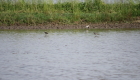 Alcuni uccelli migratori a caccia di insetti nella risaia allagata