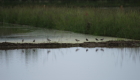 Uccelli migratori nella risaia allagata