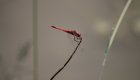 La libellula rossa, simbolo del nostro Riso Natura, è abitatore della nostra risaia di Grumolo delle Abbadesse