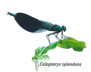 Calopteryx splendens - Libellula bioindicatore significativo per la nostra risaia di Grumolo delle Abbadesse dove coltiviamo il riso secondo natura
