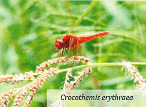 Crocothemis erytraea - Libellula bioindicatore significativo per la nostra risaia di Grumolo delle Abbadesse dove coltiviamo il riso secondo natura
