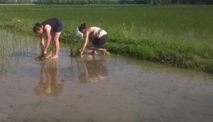 Mondine durante il trapianto di giovani piantine di riso di Grumolo delle Abbadesse Vialone Nano