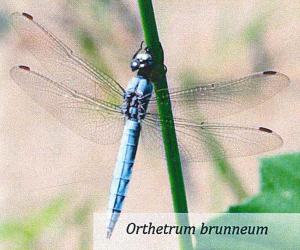 Orthetrum brunneum - Libellula bioindicatore significativo per la nostra risaia di Grumolo delle Abbadesse dove coltiviamo il riso secondo natura